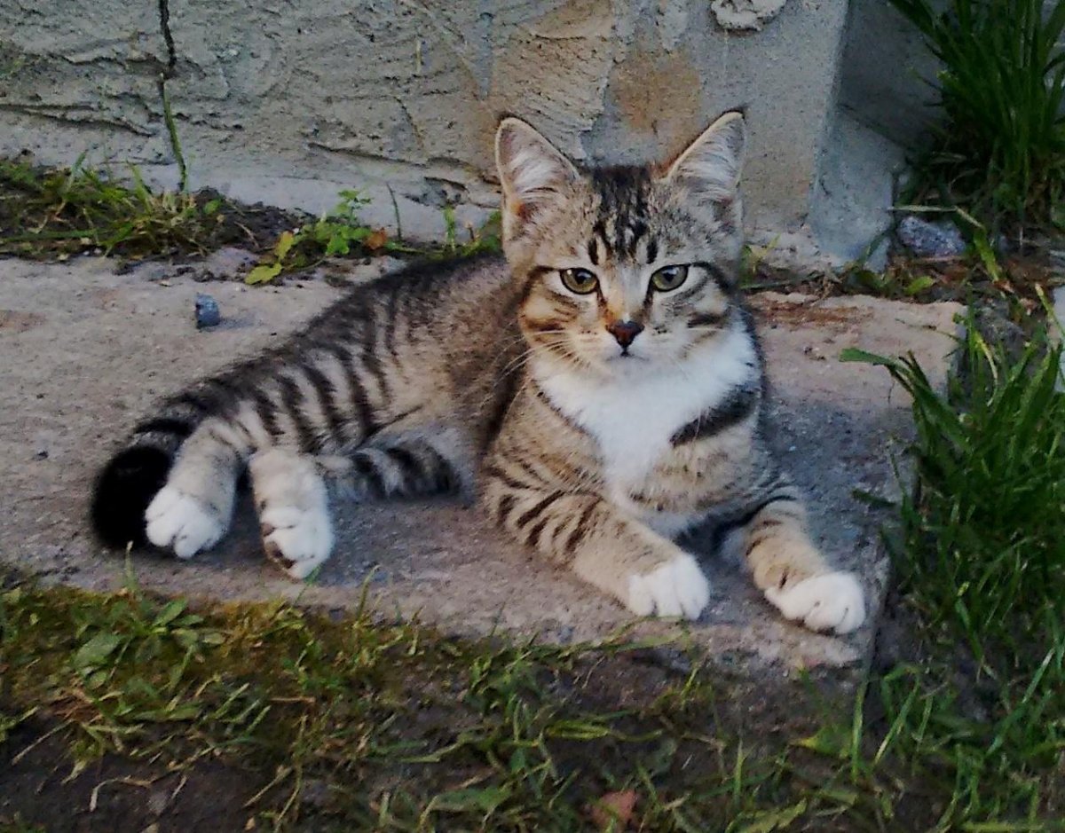 Сибирский Крысолов кот белый