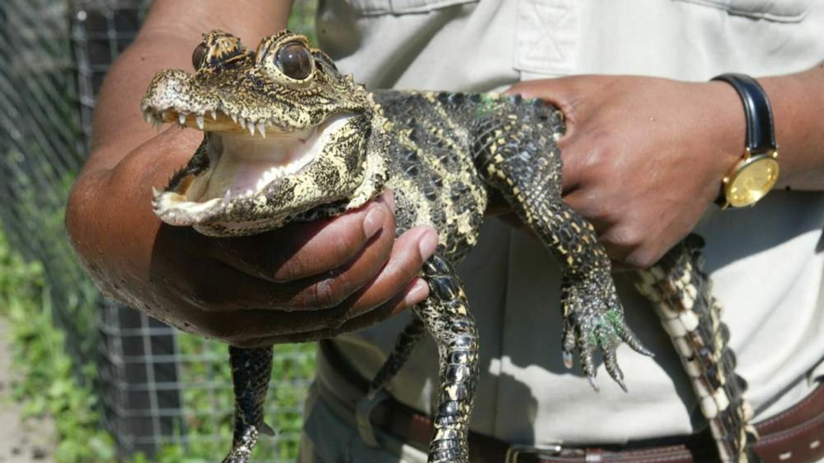 Рассказ о крокодиле 2 класс окружающий мир