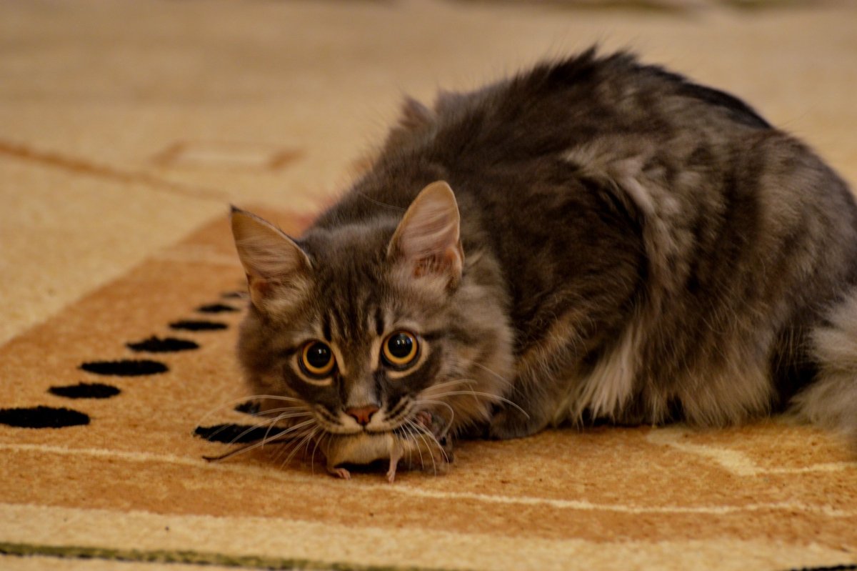 Самые лучшие кошки мышеловы