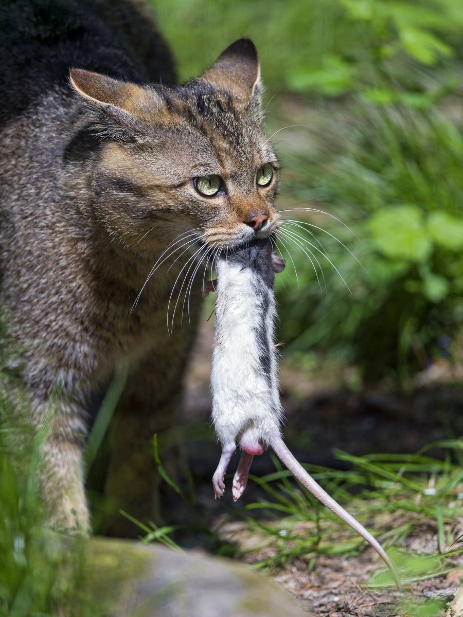 Кот Спанглс порода