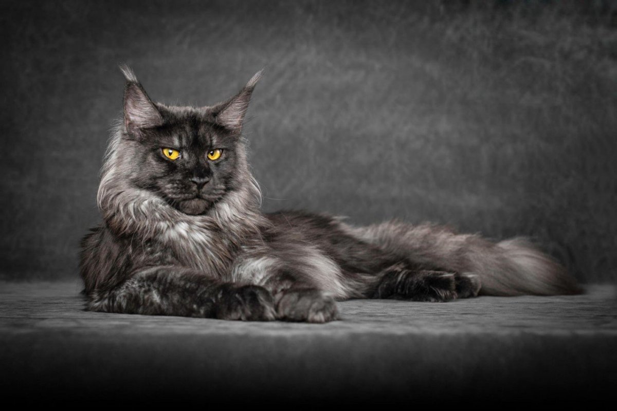 Кошка Мейн кун