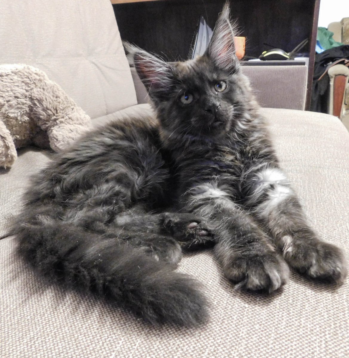 Кот Мейн кун окрасы