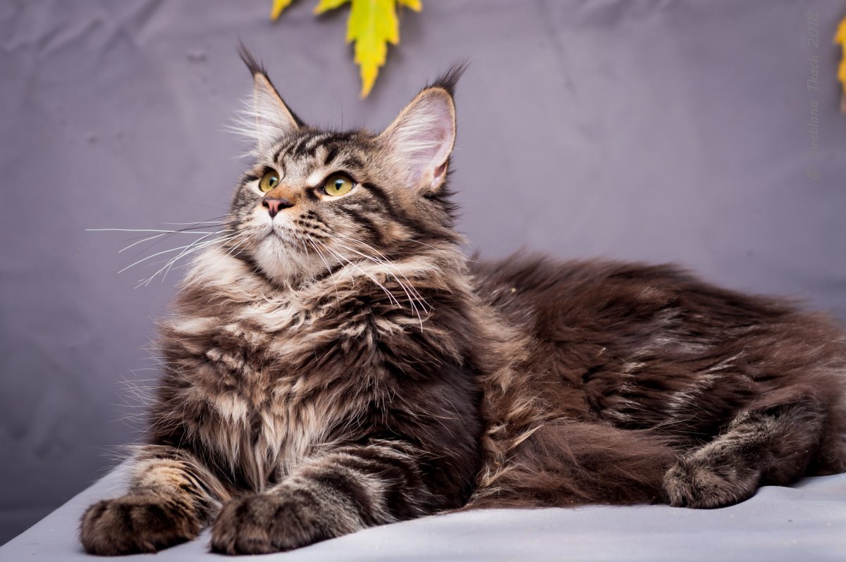 Голубой Мейн кун