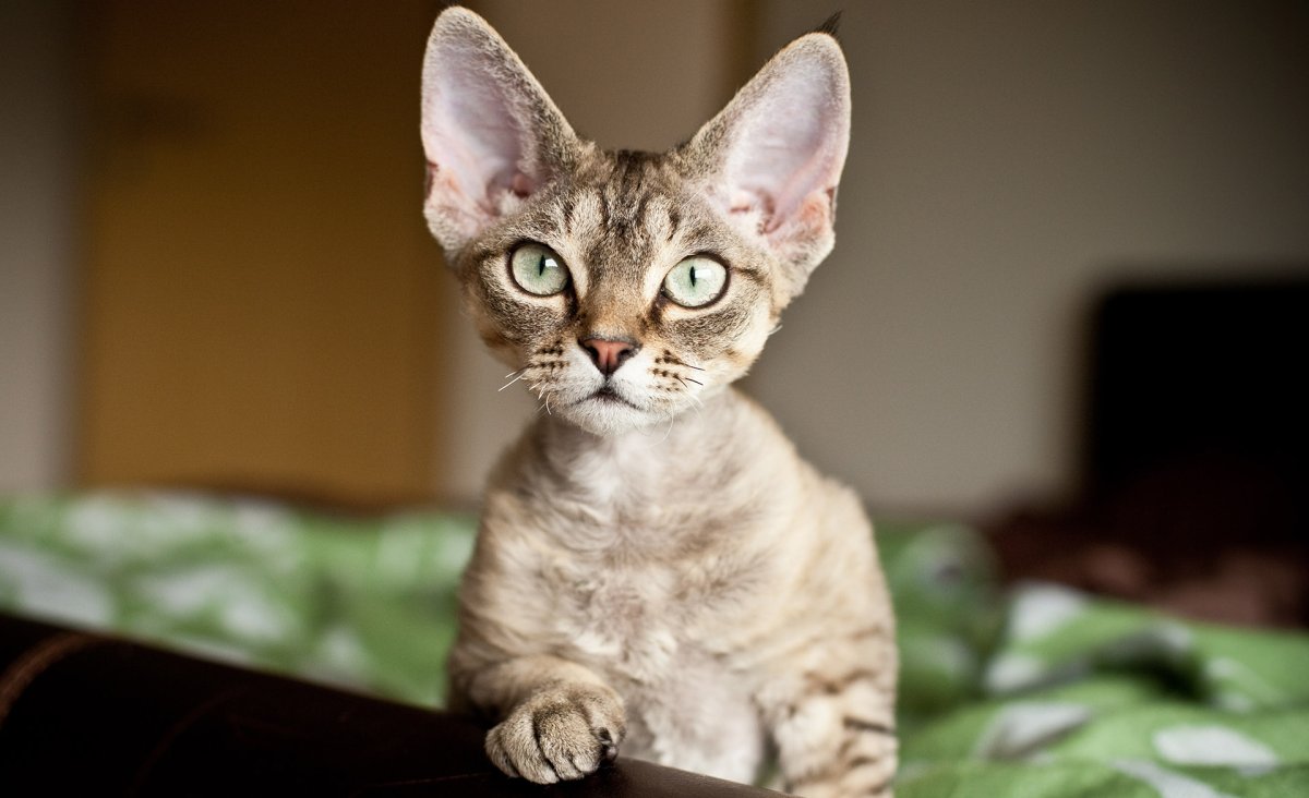 Девон рекс аллергия