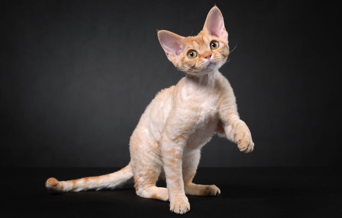 Девон рекс кот