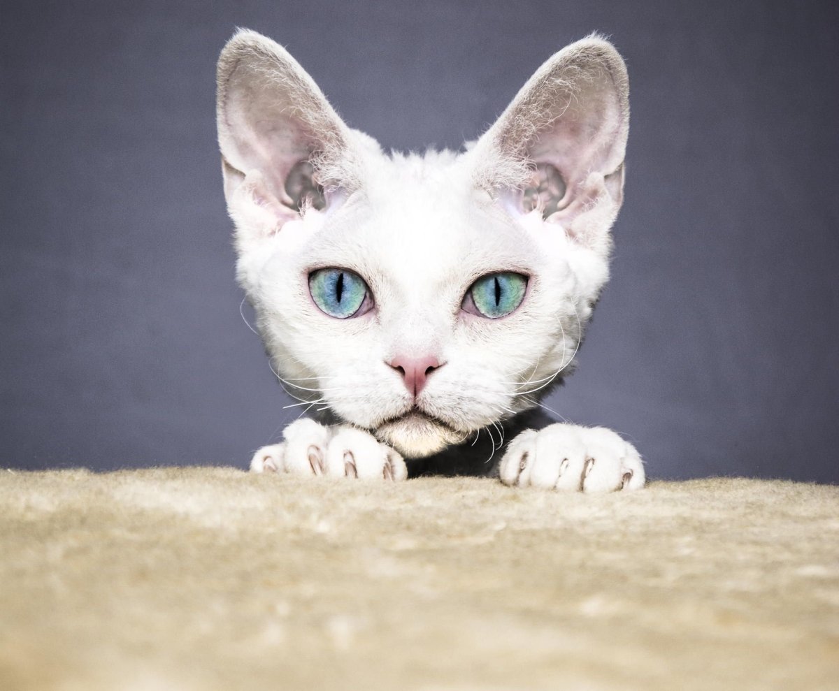 Девон рекс белый