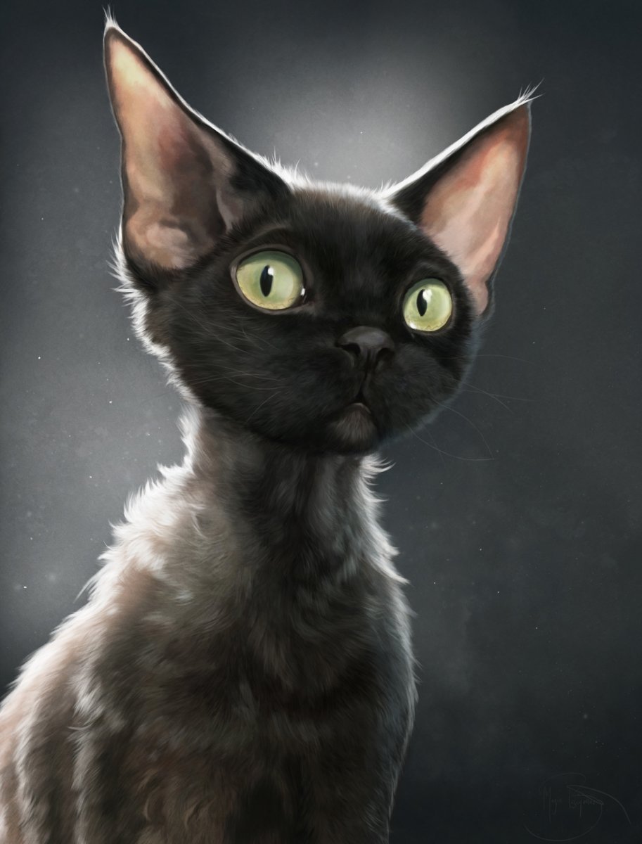 Девон рекс кот