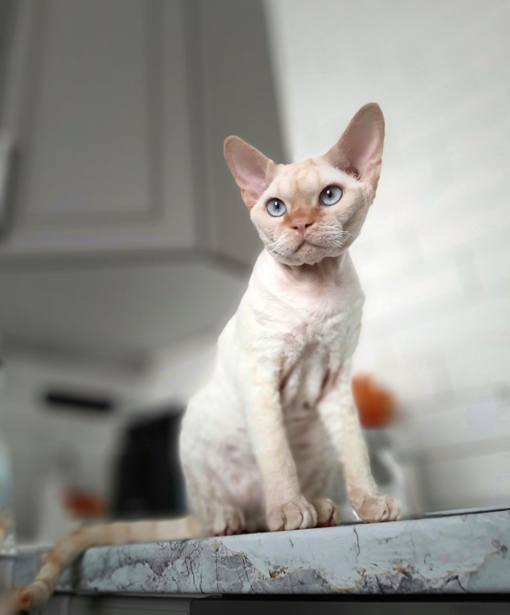 Сфинкс Девон рекс