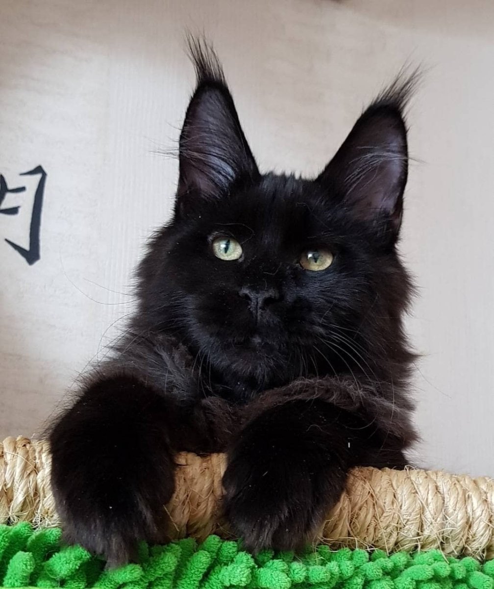 Кошка Мейн кун