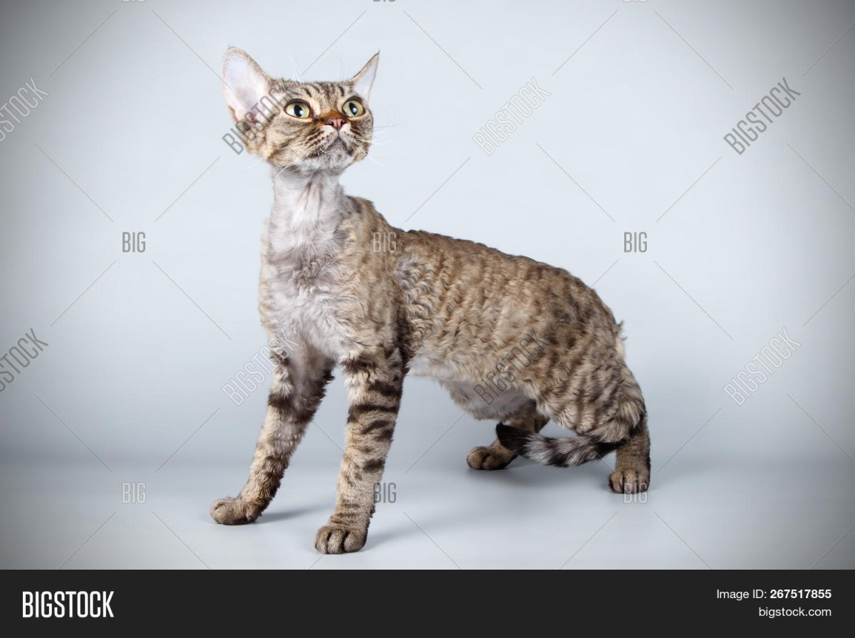 Девон рекс сидит