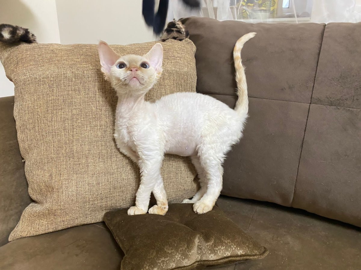 Смесь Селкирк-рекс и сфинкс