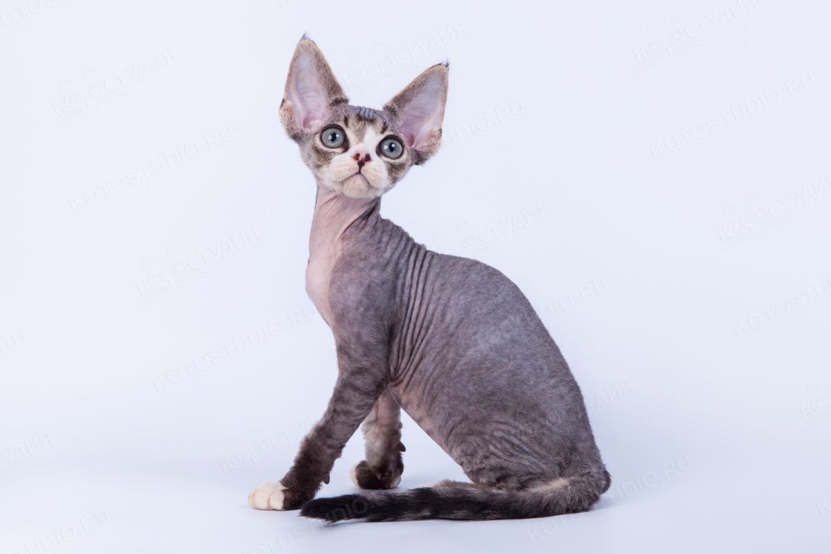 Американский Девон рекс