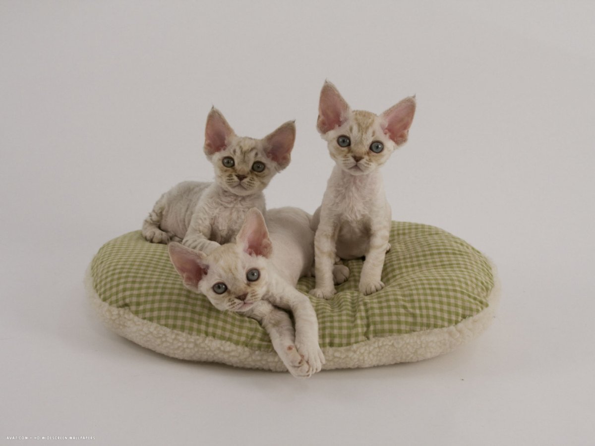 Фото новорождённых Девон рекс