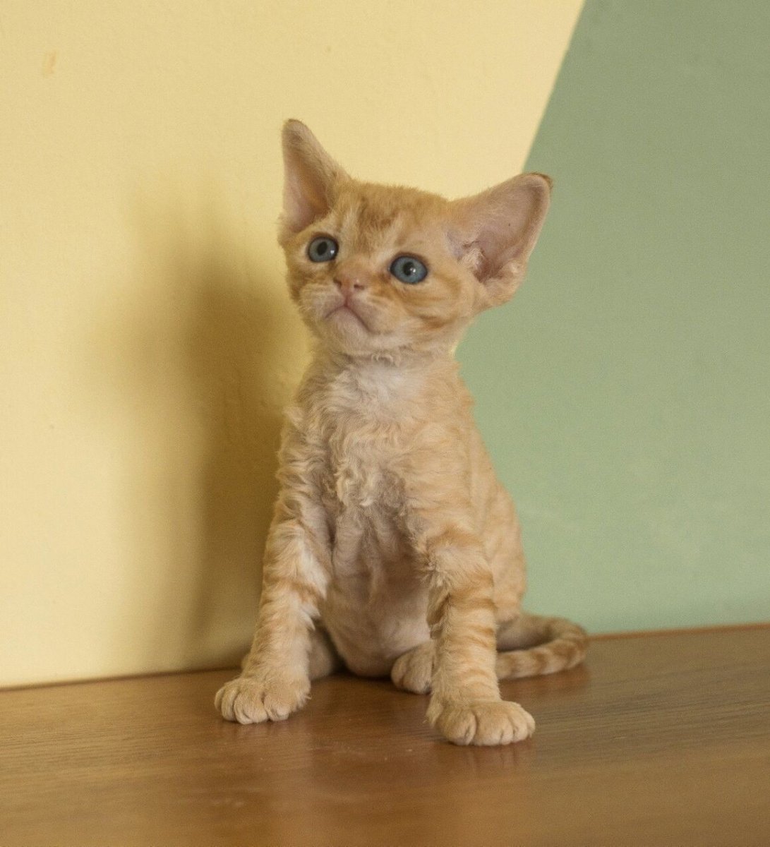 Даймонд рекс кошка