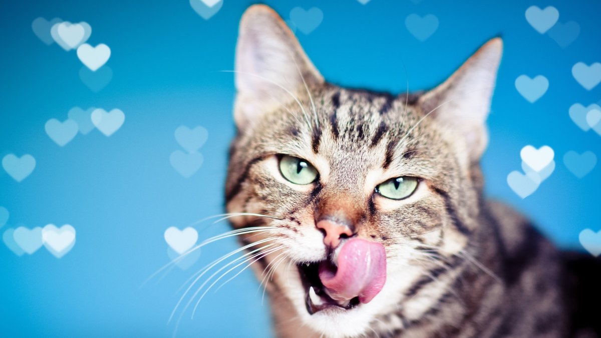 Кот с высунутым язычком