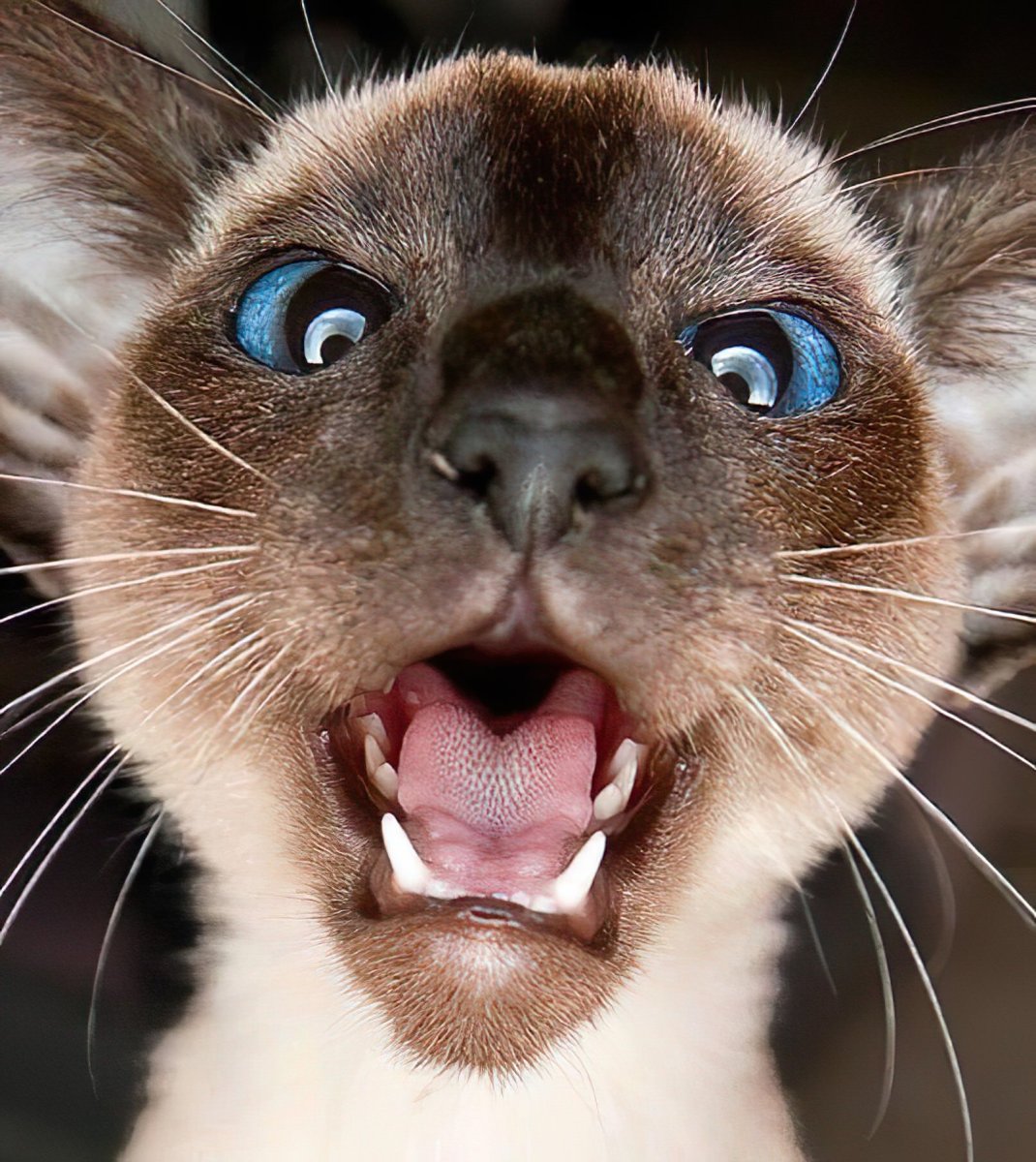 Прикольный кот