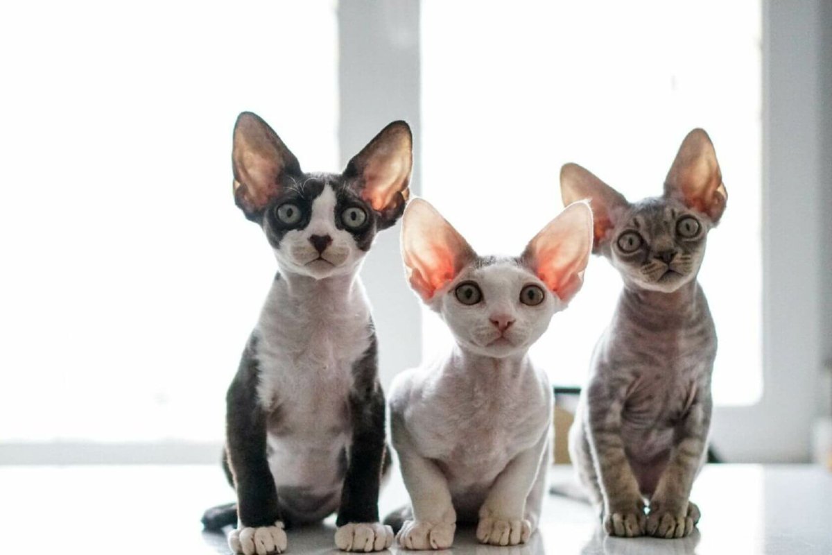 Порода котов Девон рекс