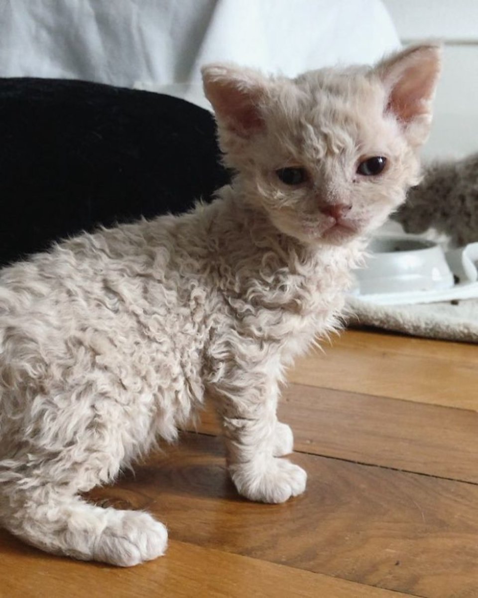 Деймон рекс коты