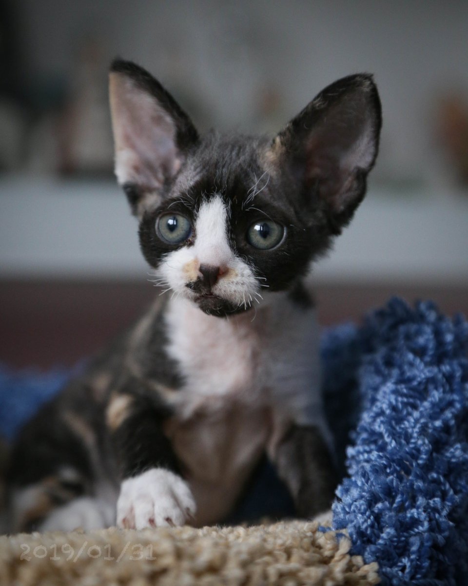 Девон рекс длинношерстный