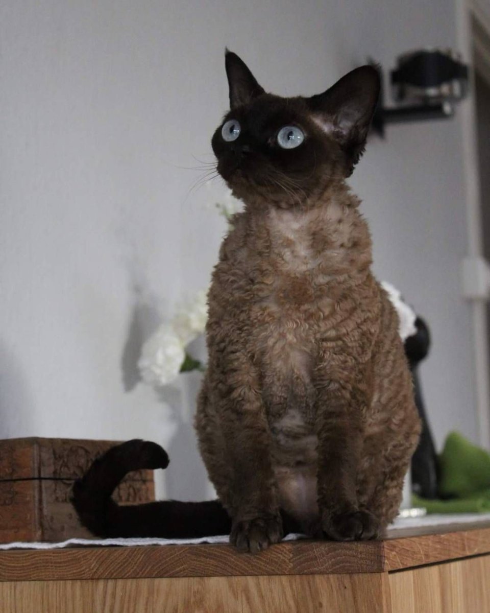 Флорида питомник Девон рекс