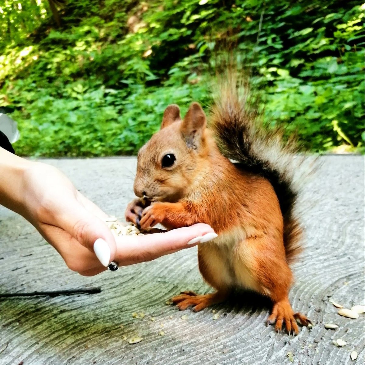 Белка в полный рост