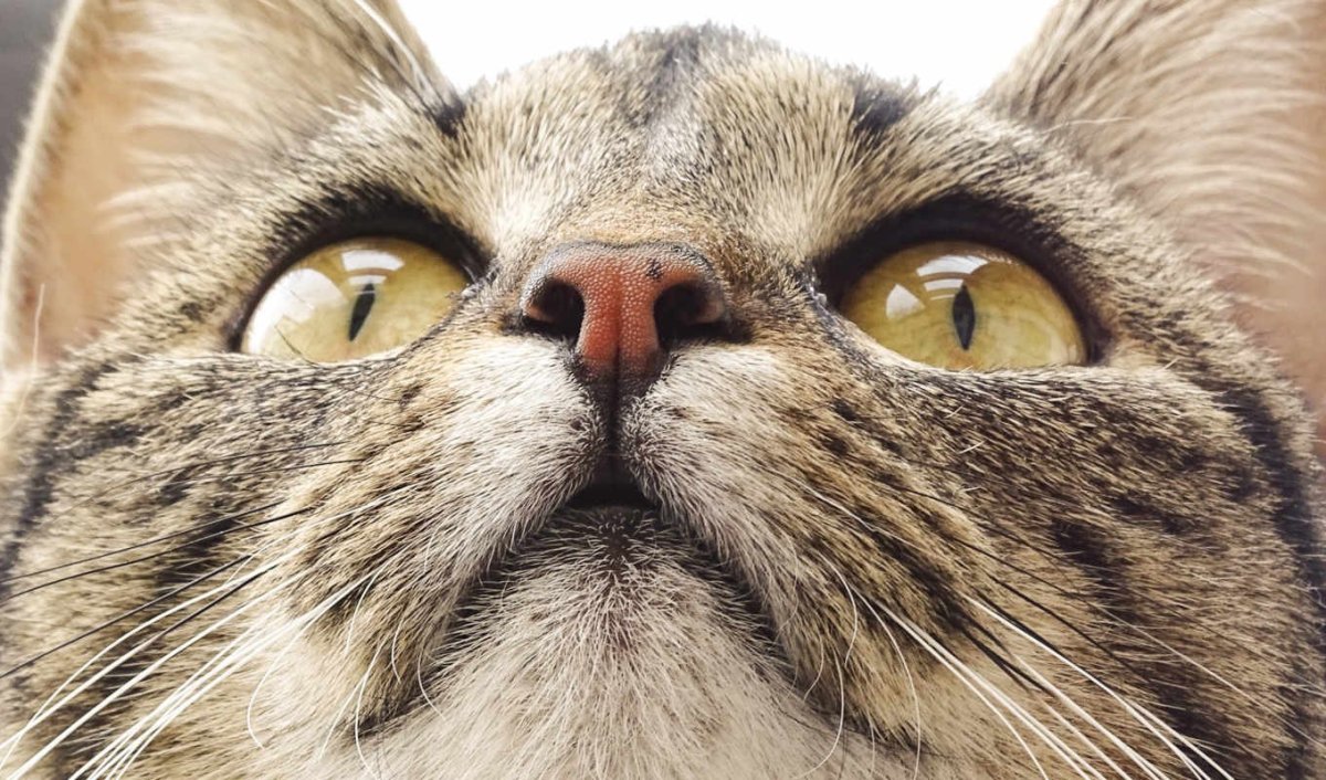 Морда кота снизу