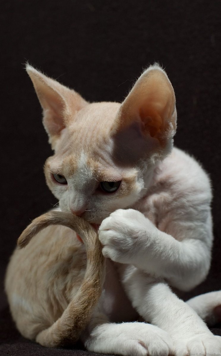 Порода с плюшевой шерсткой кошек рекс