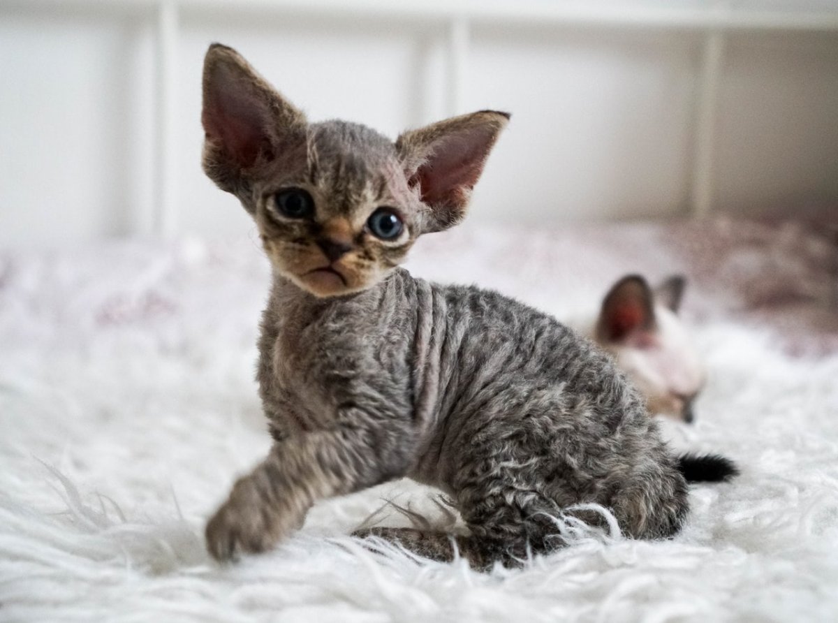 Девон рекс метис