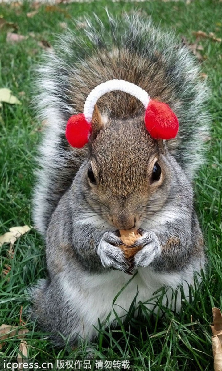 Белочка прикол