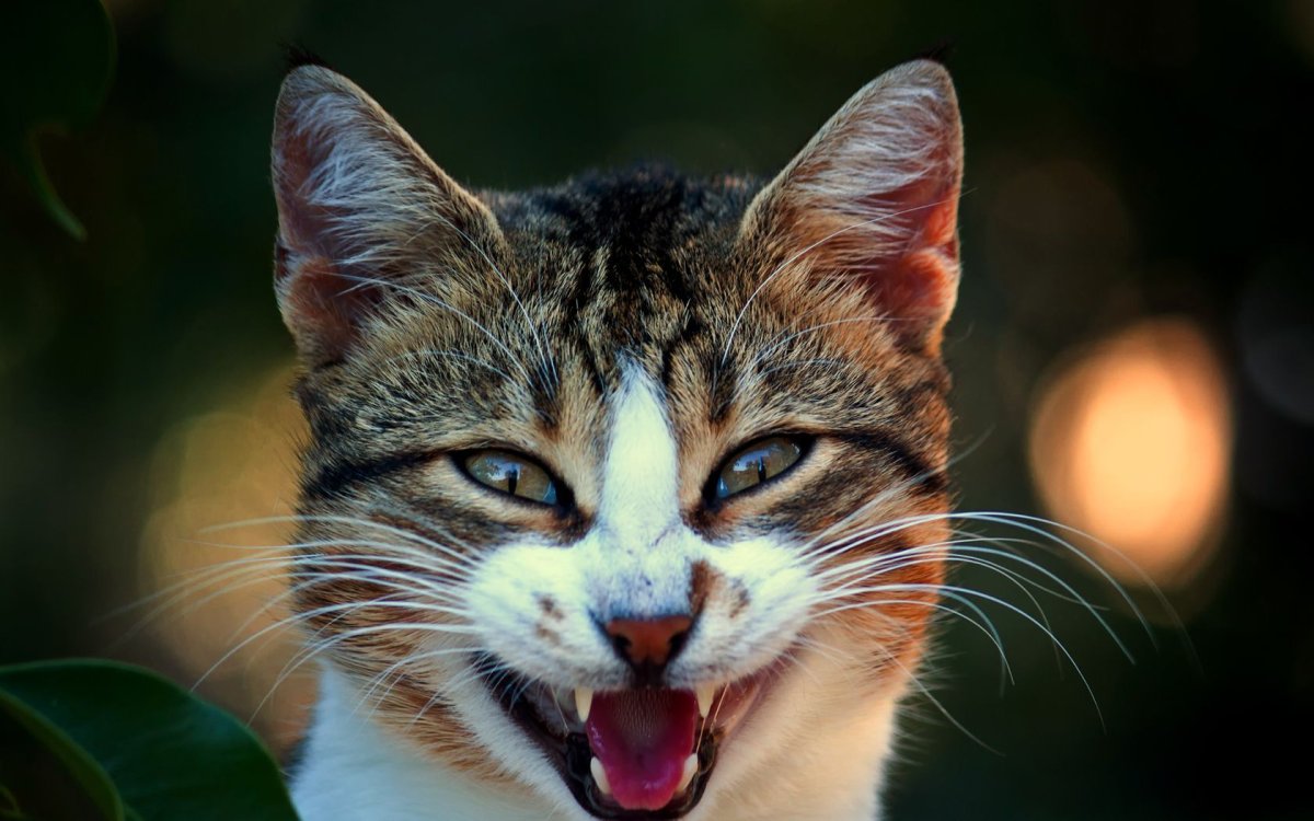 Кошачья мордочка