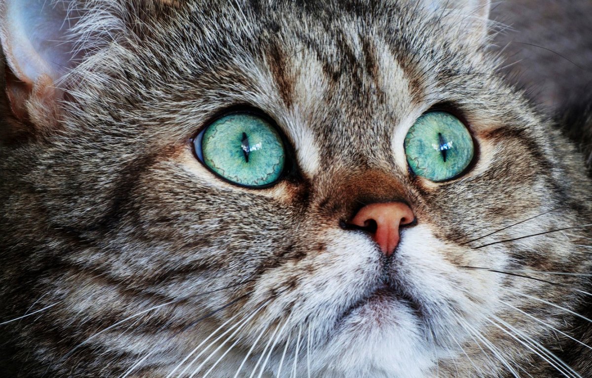 Крупный зеленоглазый кот