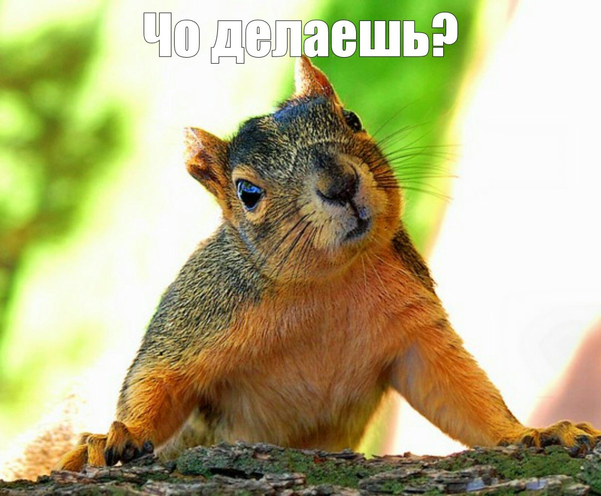 Крутая белка