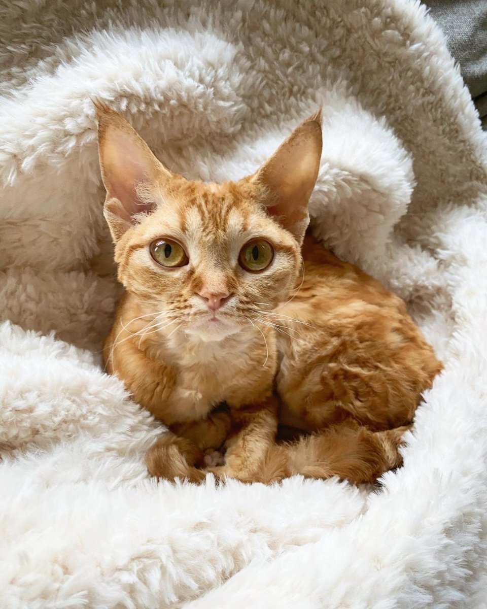 Девон рекс белый