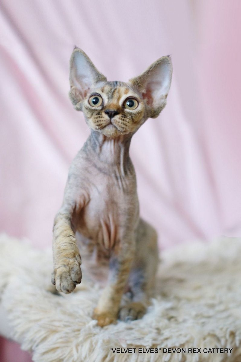 Кот породы Девон рекс