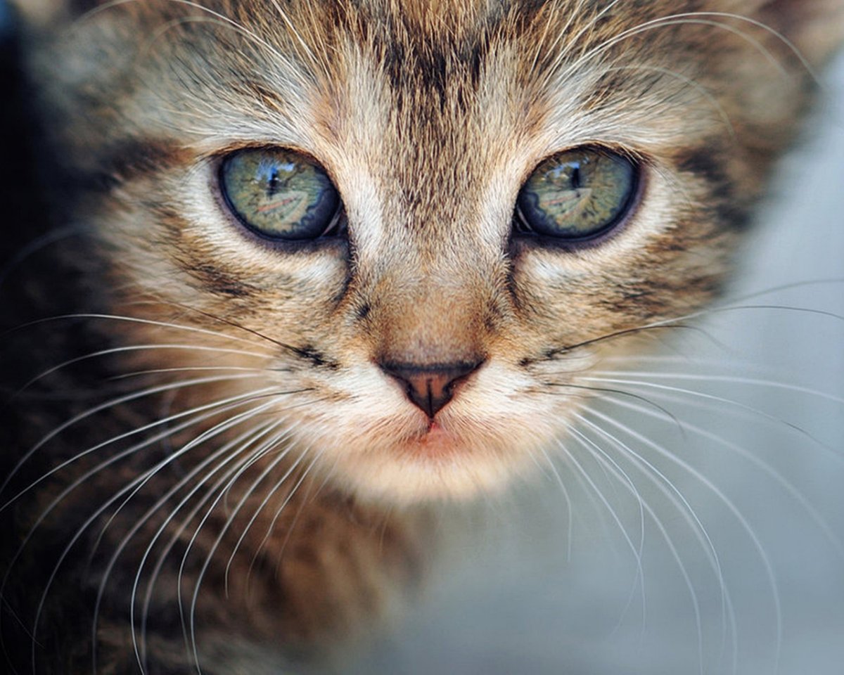 Милые кошачьи мордочки