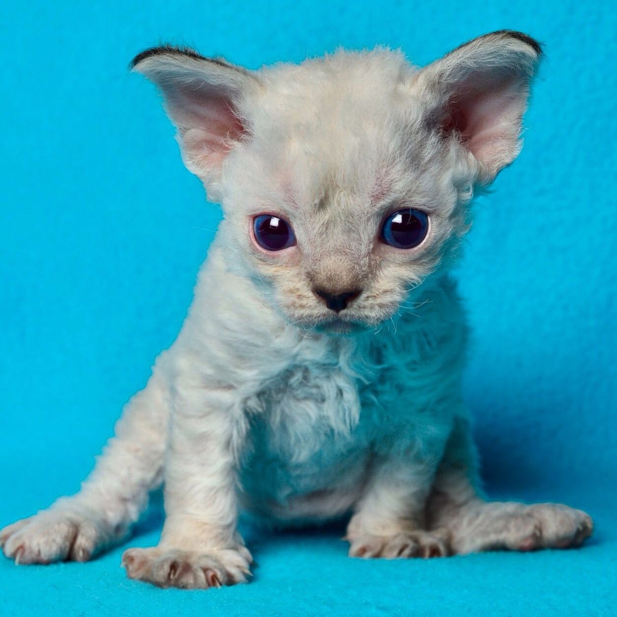 Сфинкс с приплюснутой мордой