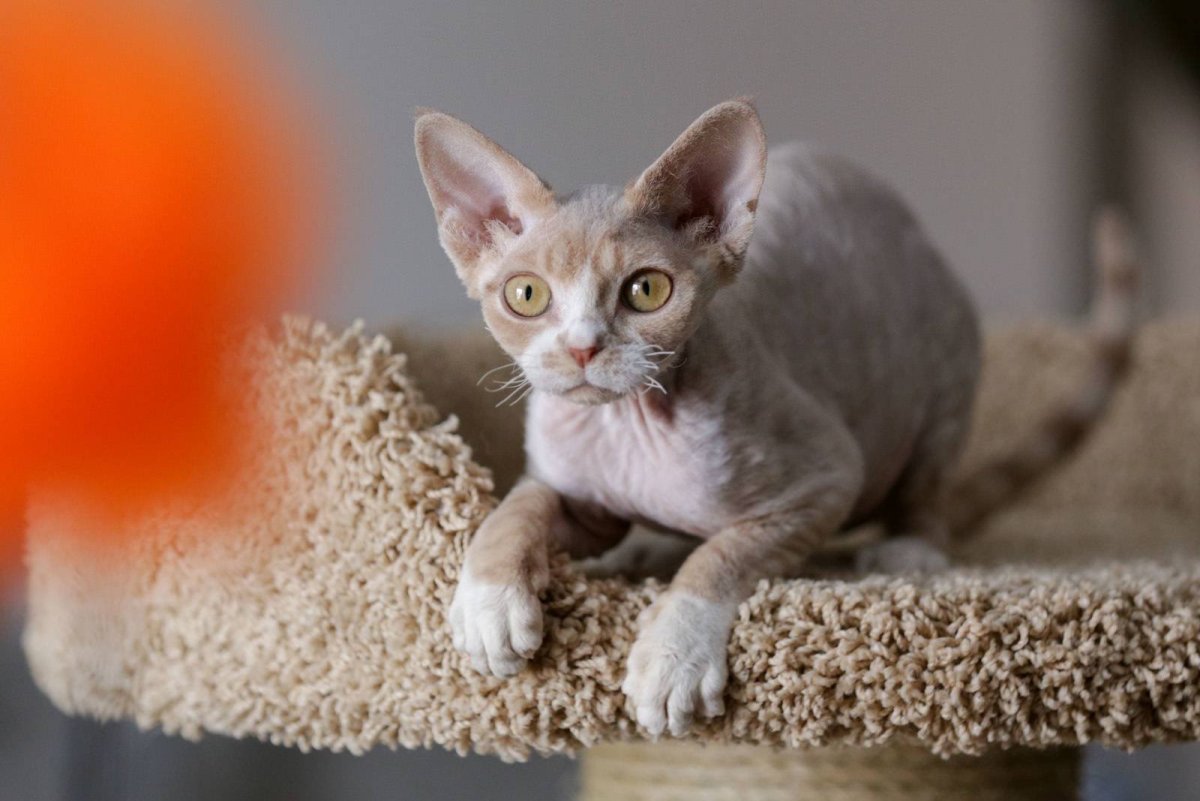 Девон рекс Батрутдинов