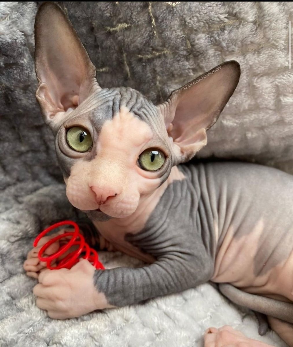 Девон рекс взрослый