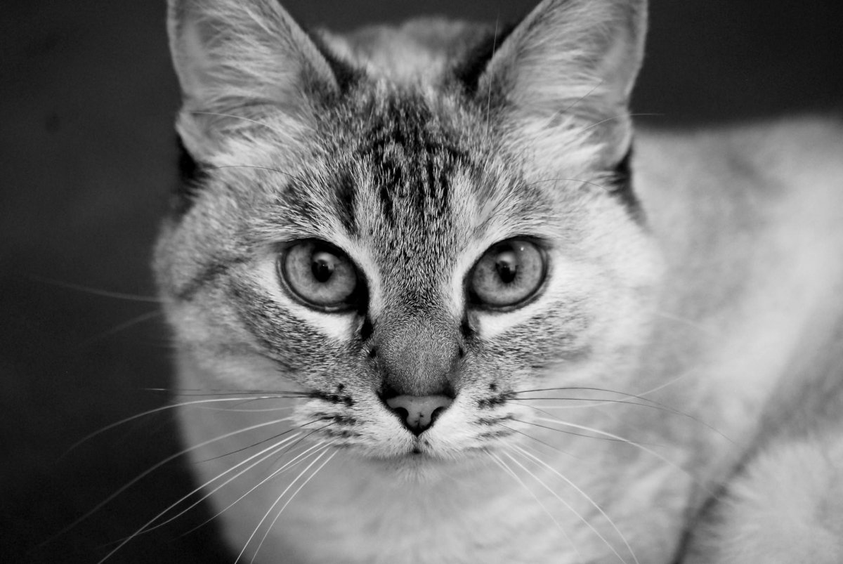 Портрет кошки