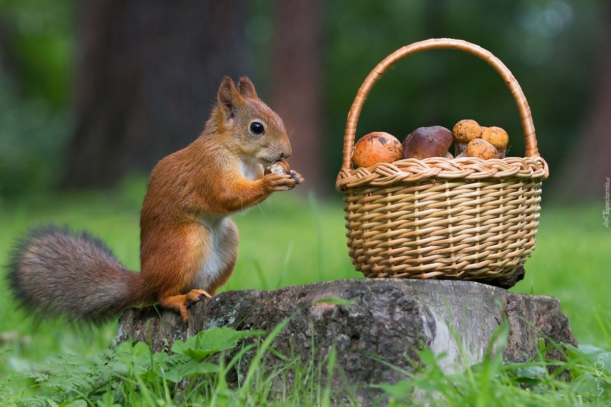 Белка собирает грибы