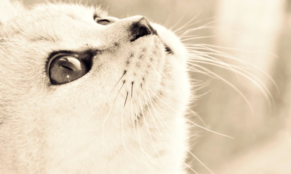 Морда белой кошки