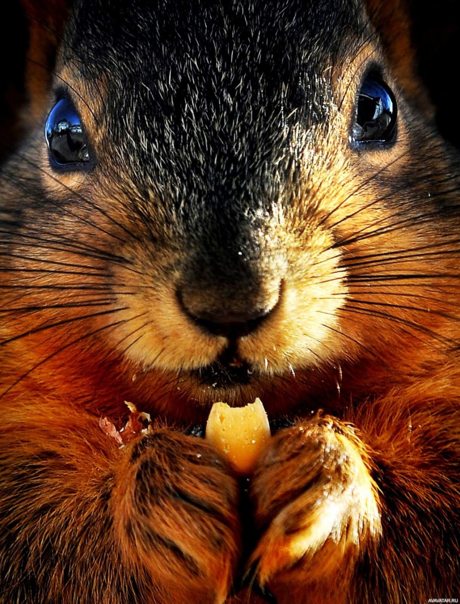 Милые животные