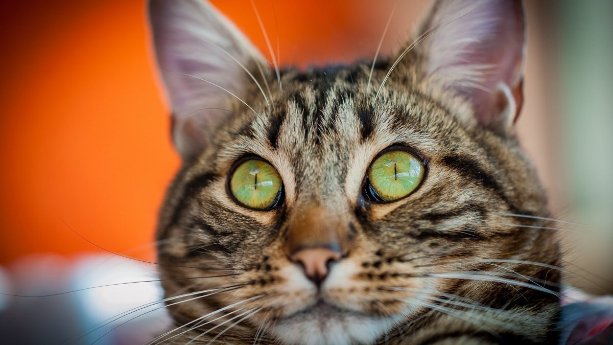 Довольная Кошачья морда