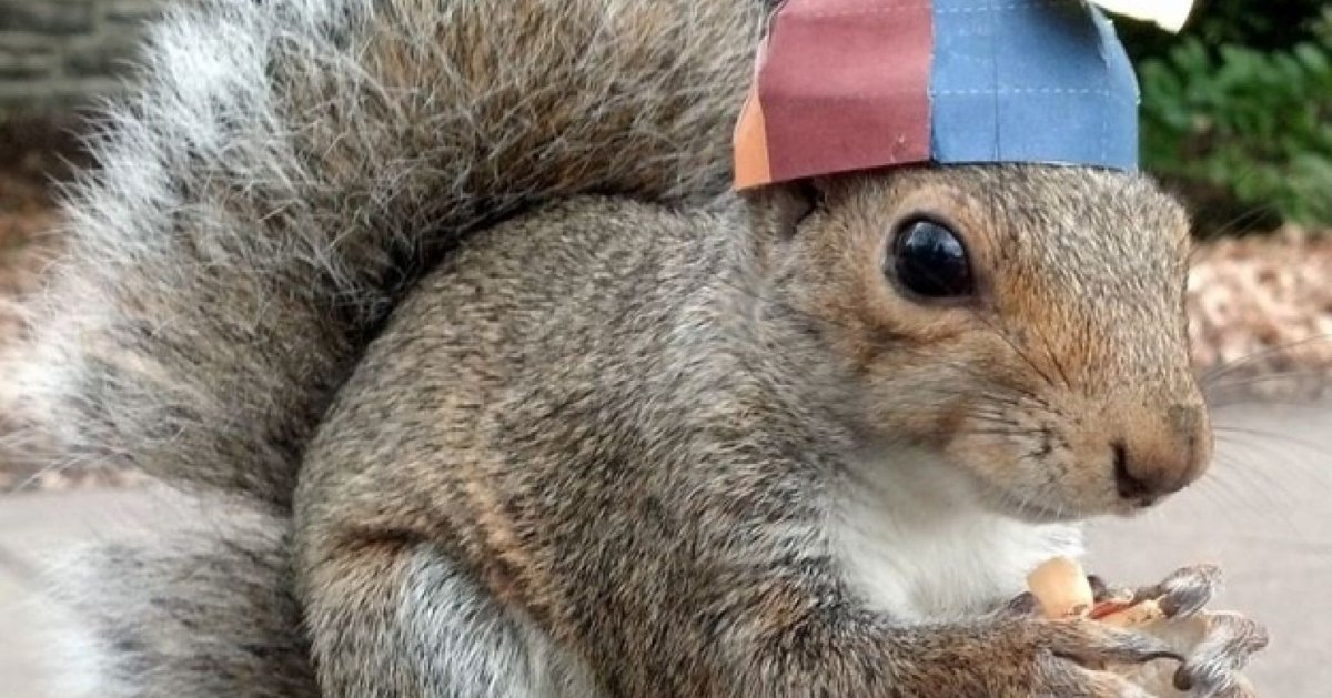 Шапка 'белка'