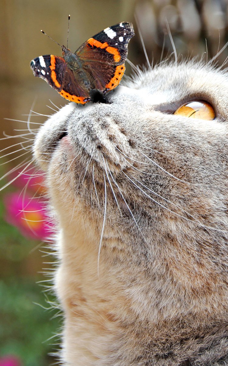 Кот и бабочка