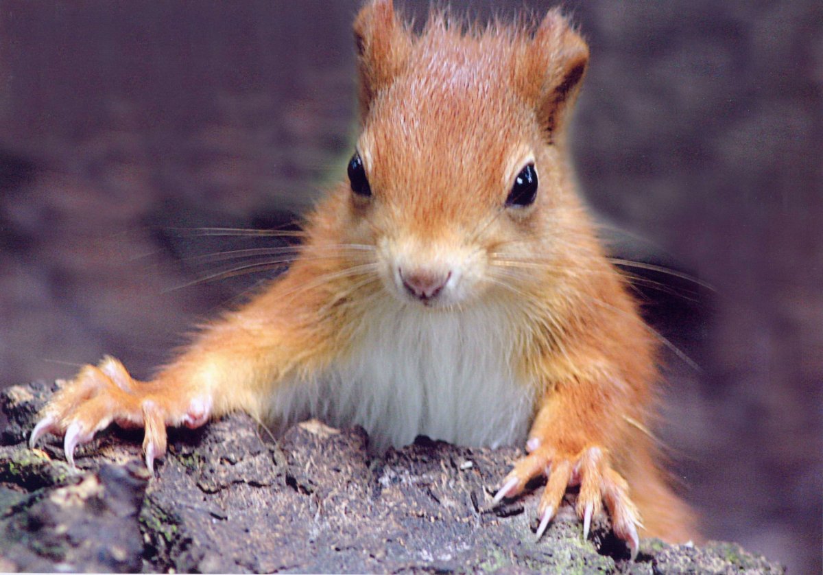 Белка с телефоном