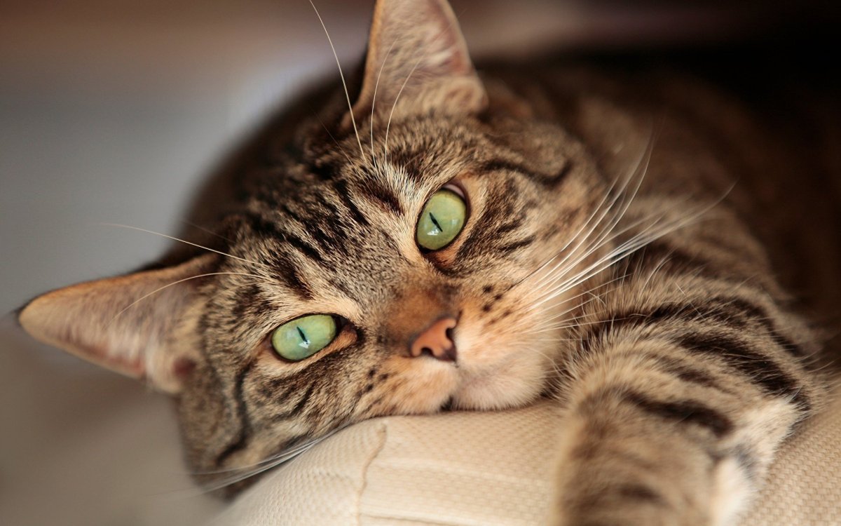 Морды котиков