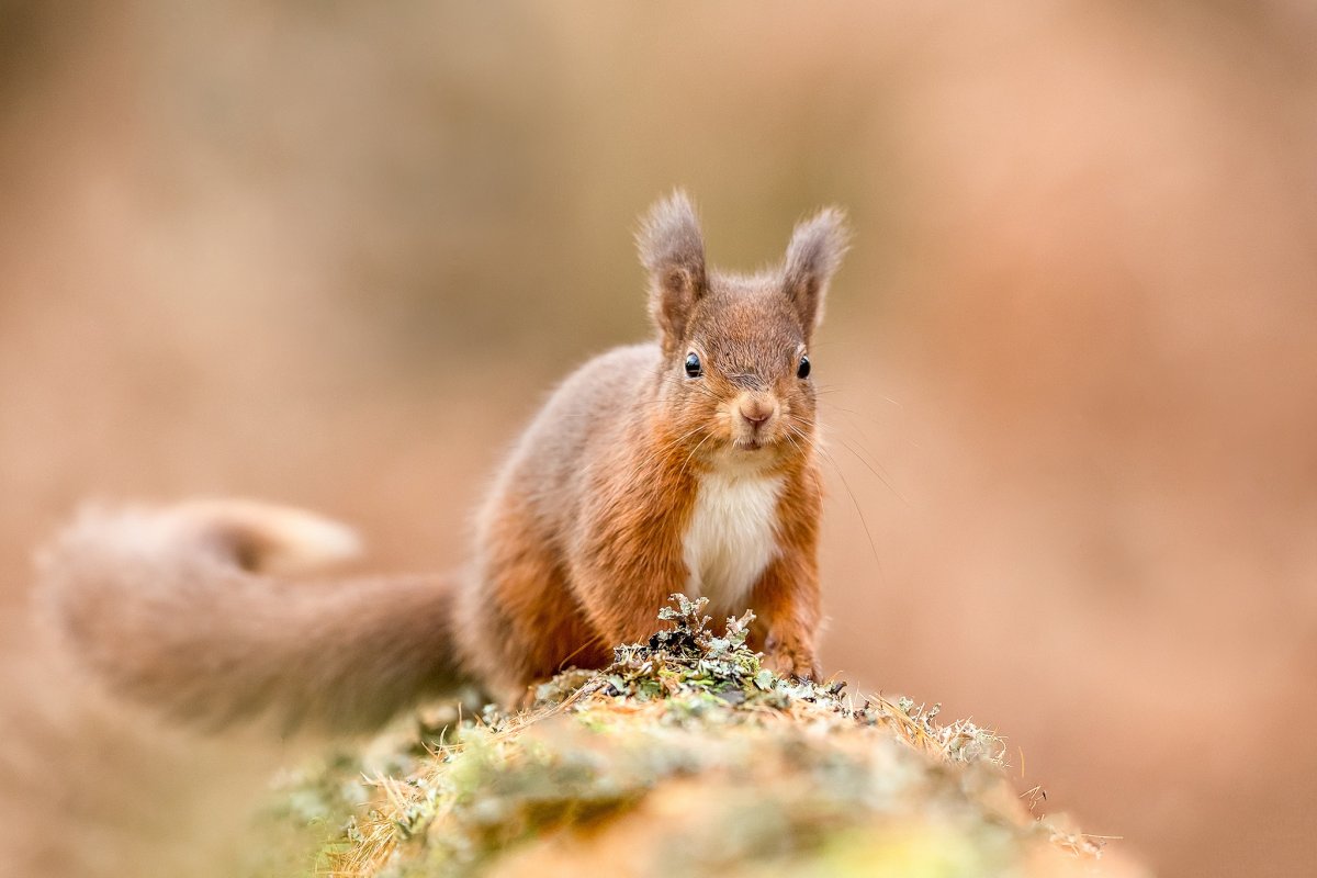 Белка вид спереди