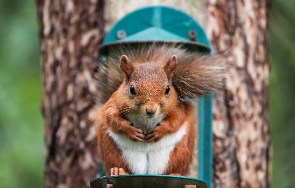 Белка Хозяюшка