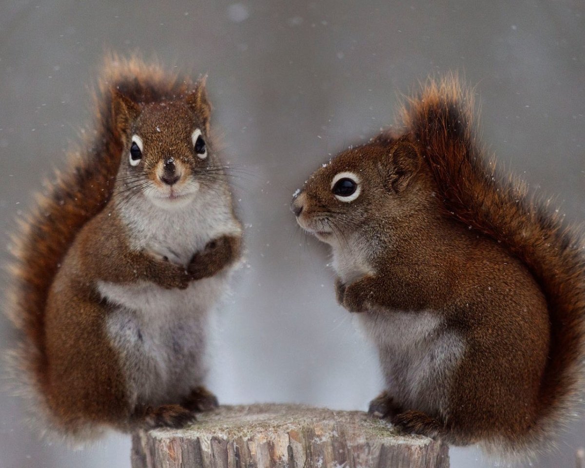 Белка самка